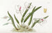 Leptotes bicolore - Sydenham Edwards — vista dell’opera