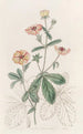 Potentille bicolore - Sydenham Edwards — Ansicht des Kunstwerks