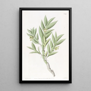 Sydenham Edwards - Twoedged Dendrobium.webp