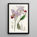Laelia à deux tranchants - Sydenham Edwards — quadro incorniciato alla parete