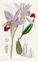 Laelia à deux tranchants - Sydenham Edwards — vista dell’opera