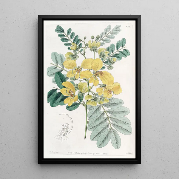 Sydenham Edwards - Twoflowered Cassia.webp