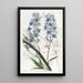 Pied d'alouette variabile - Sydenham Edwards — quadro incorniciato alla parete