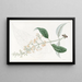 Buddleia à feuilles variées - Sydenham Edwards — gerahmtes Bild an der Wand
