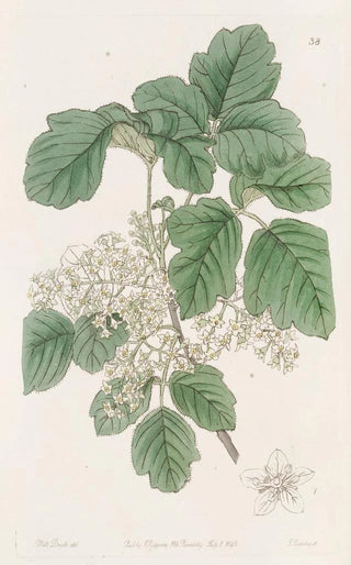 Sydenham Edwards - Variousleaved Poison Oak.webp