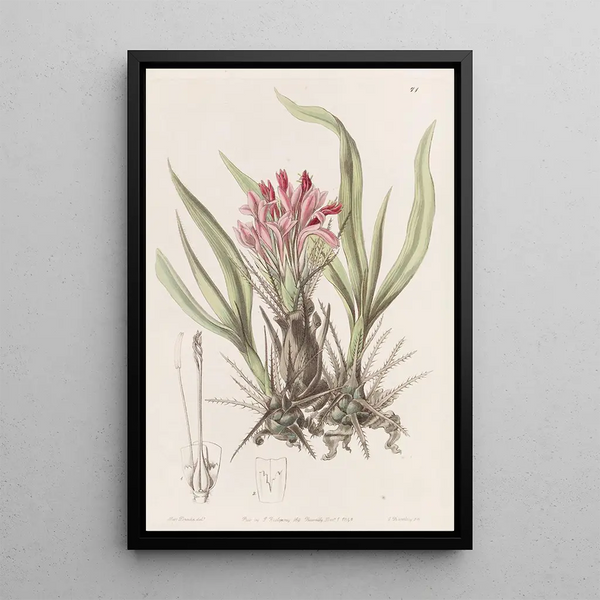 Sydenham Edwards - Variousleaved Puya.webp
