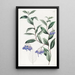 Sollya painting with varied leaves - Sydenham Edwards — framed artwork on a wall