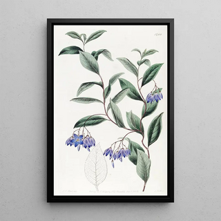 Sydenham Edwards - Variousleaved Sollya.webp