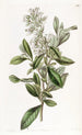 Escallonia vernie - Sydenham Edwards — artwork view