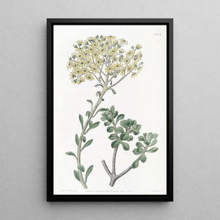 Sydenham Edwards - Villous Houseleek.webp