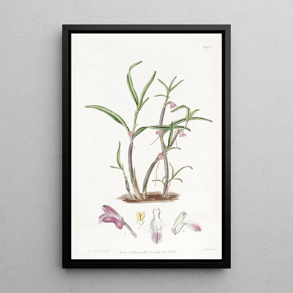 Sydenham Edwards - Violet Boatlip.webp