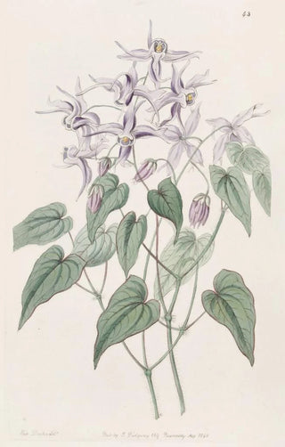 Sydenham Edwards - Violet Epimedium.webp
