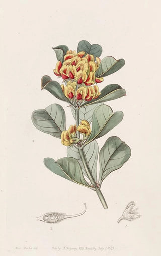 Sydenham Edwards - Wedgeleaved Oxylobium.webp