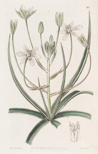 Sydenham Edwards - Whiteedged Ornithogalum.webp