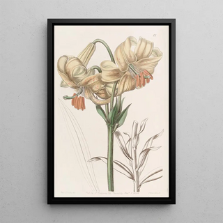 Sydenham Edwards - Yellow Japan Lily.webp