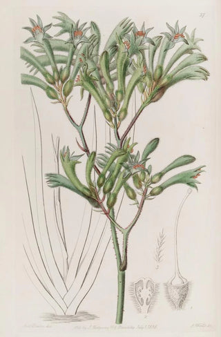 Sydenham Edwards - Yellowhaired Amigozanthus.webp