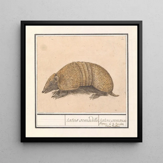Tatou Tolypeutes matacus - Anselmus Botius de Boodt