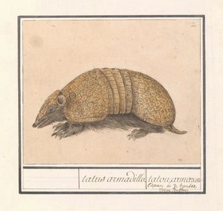 Tatou Tolypeutes matacus - Anselmus Botius de Boodt