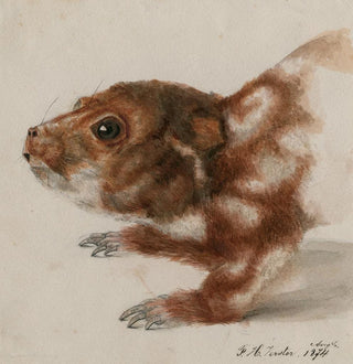 Tête d'un cuscus - Floris Verster
