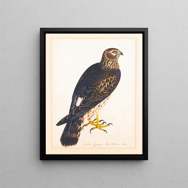 The Reverend Christopher Atkinson - Together With A Portrait Of A Hen Harrier.webp