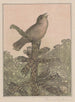 Bird singing on a conifer - Theo van Hoytema — artwork view