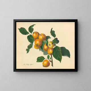 Thomas Andrew Knight - Foxley Apple.webp