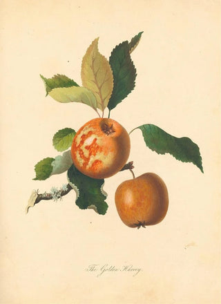 Thomas Andrew Knight - Golden Harvey.webp