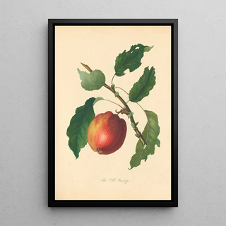 Thomas Andrew Knight - Old Quining.webp