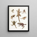 Microhyla Ptychozoaire - Thomas Barbour — framed artwork on a wall