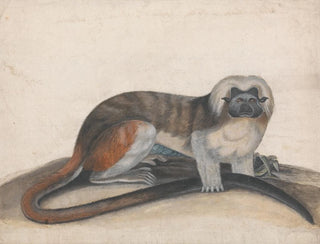 Thomas Bewick - Study for The Pinche or Red Tailed Monkey.webp