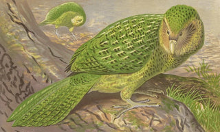 Thomas Waterman Wood - New Zealand OwlParrot.webp