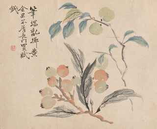 Tsubaki Chinzan - Loquat Tree of Japan.webp
