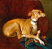 a painting of a greyhound resting on a chair - Jacques-Raymond Brascassat — artwork view