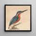 Ein Eisvogel - Thomas Atwood — gerahmtes Bild an der Wand