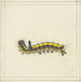 A yellow caterpillar - Herman Henstenburgh — artwork view