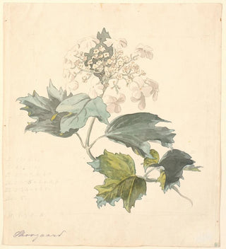 Viburnum de Kalkved - P C Skovgaard
