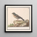 Vink Fringilla - Anselmus Botius de Boodt — framed artwork on a wall