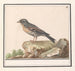Vink Fringilla - Anselmus Botius de Boodt — artwork view