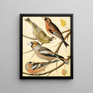 W A Blakston - Greenfinch Mountain Finch Hawfinch Chaffinch.webp