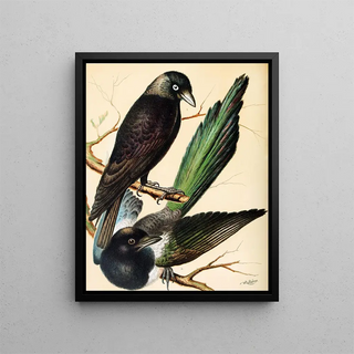 W A Blakston - Jackdaw Magpie.webp