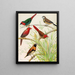 di pinson, pinson bichenos, pinson cramoisi australiano, pinson con petto castagna - W. A. Blakston — quadro incorniciato alla parete