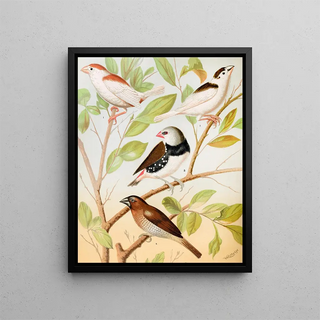W A Blakston - Pied Mannkins Diamond Sparrow Nutmeg Or Spice Bird.webp