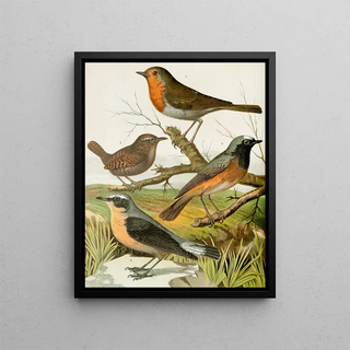 W A Blakston - Robin Wren Redstart Wheatear.webp