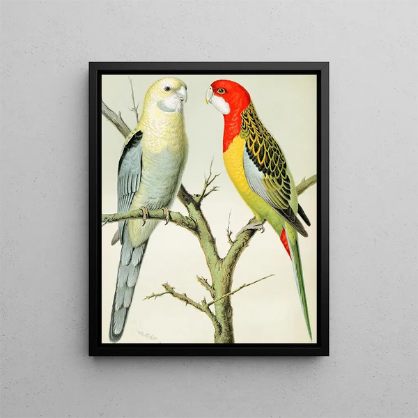 W A Blakston - Rosella Parrakeets.webp