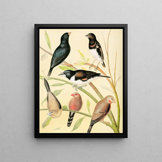 W A Blakston - Steel Finch Pied Grass Finch Bronze Mannikin SilverBill St Helena Waxbill CutThroat.webp