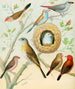Waxbills, pinson safran e pinson del fuoco africano - W. A. Blakston — vista dell’opera