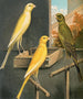 Yorkshire Canaries Painting - W. A. Blakston — artwork view