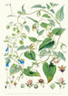 A C Gracilis H f et T B Codonopsis Campanumcea Javanica Hf et T C C Inflata Hf T - Walter Hood Fitch — vista dell’opera