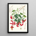 Aeschynanthus Peelii Hf et T - Walter Hood Fitch — quadro incorniciato alla parete