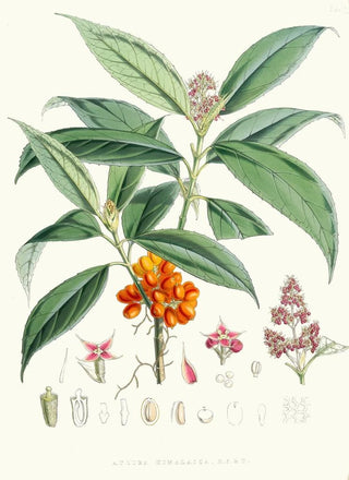 Walter Hood Fitch - Aucuba Himalaica Hf et T.webp